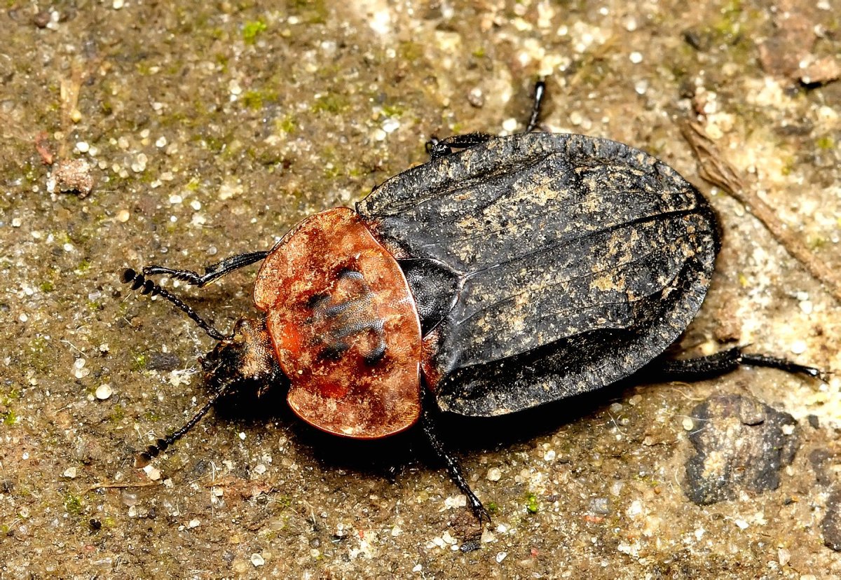 Thanatophilus rugosus