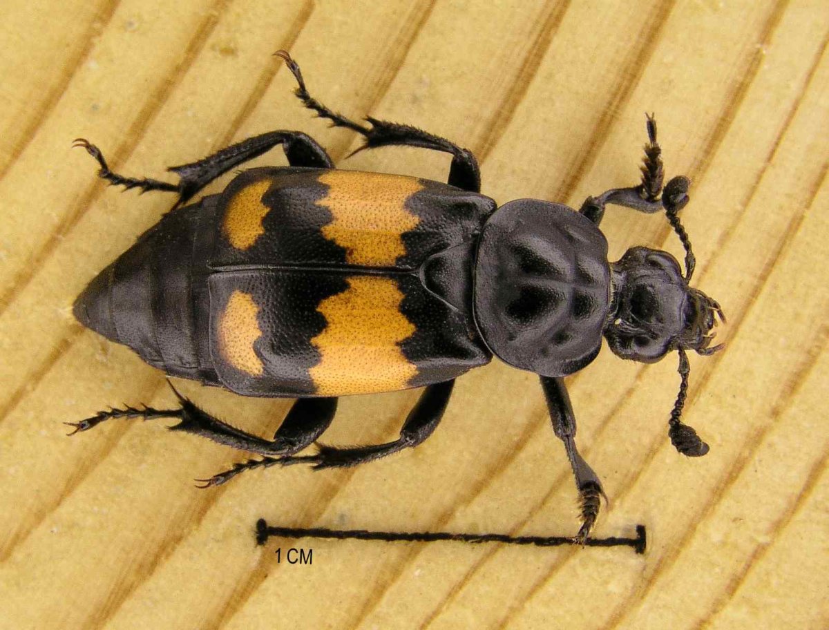 Личинка мертвоеда (Silphidae)