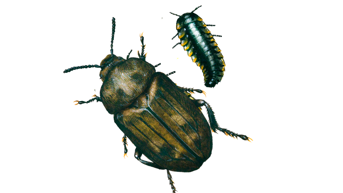 Жук скарабей