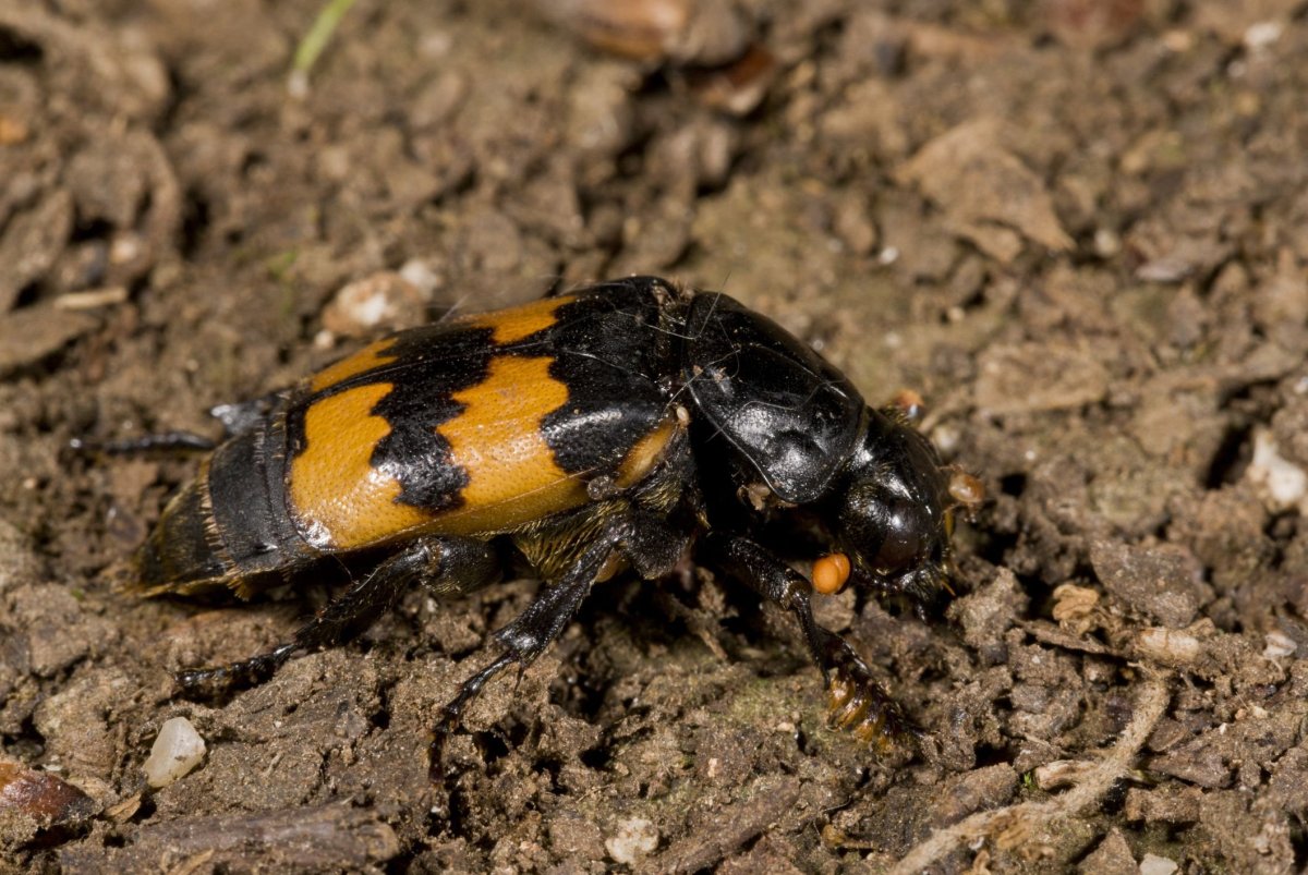 Nicrophorus humator