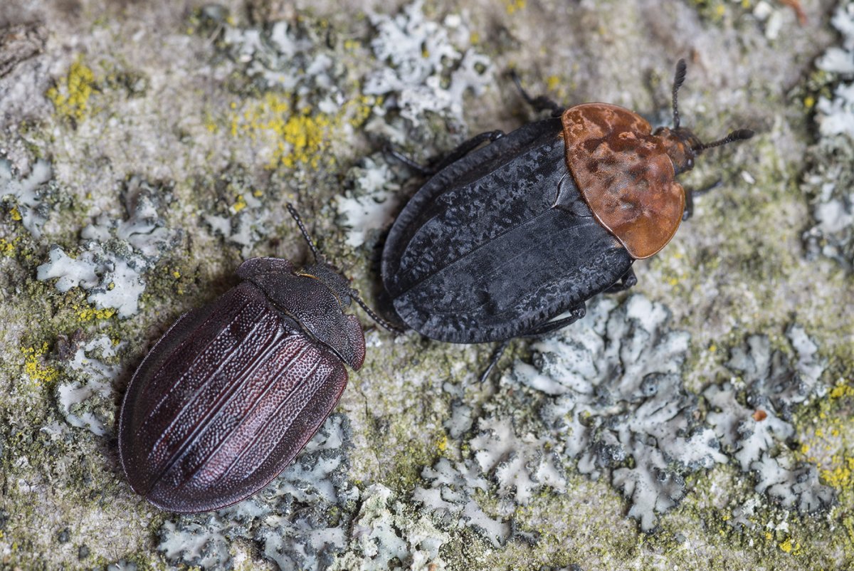 Жук мертвоед