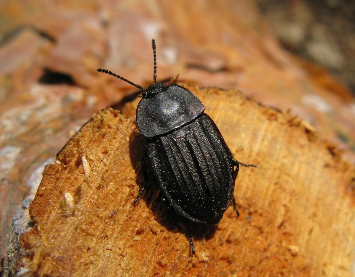 Жук мертвоед