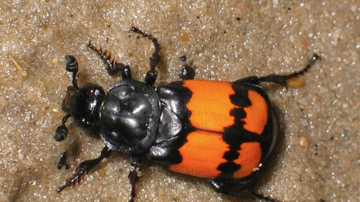 Жук мертвоед Nicrophorus