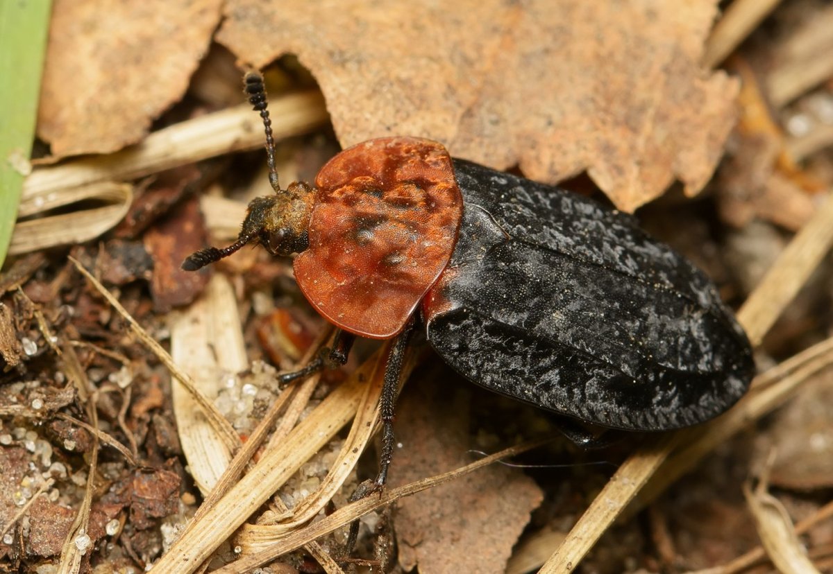 Xylodrepa quadripunctata