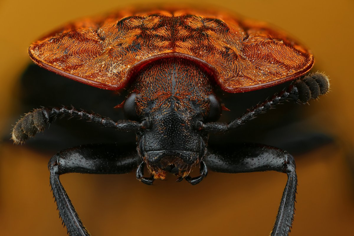 Мертвоед обыкновенный