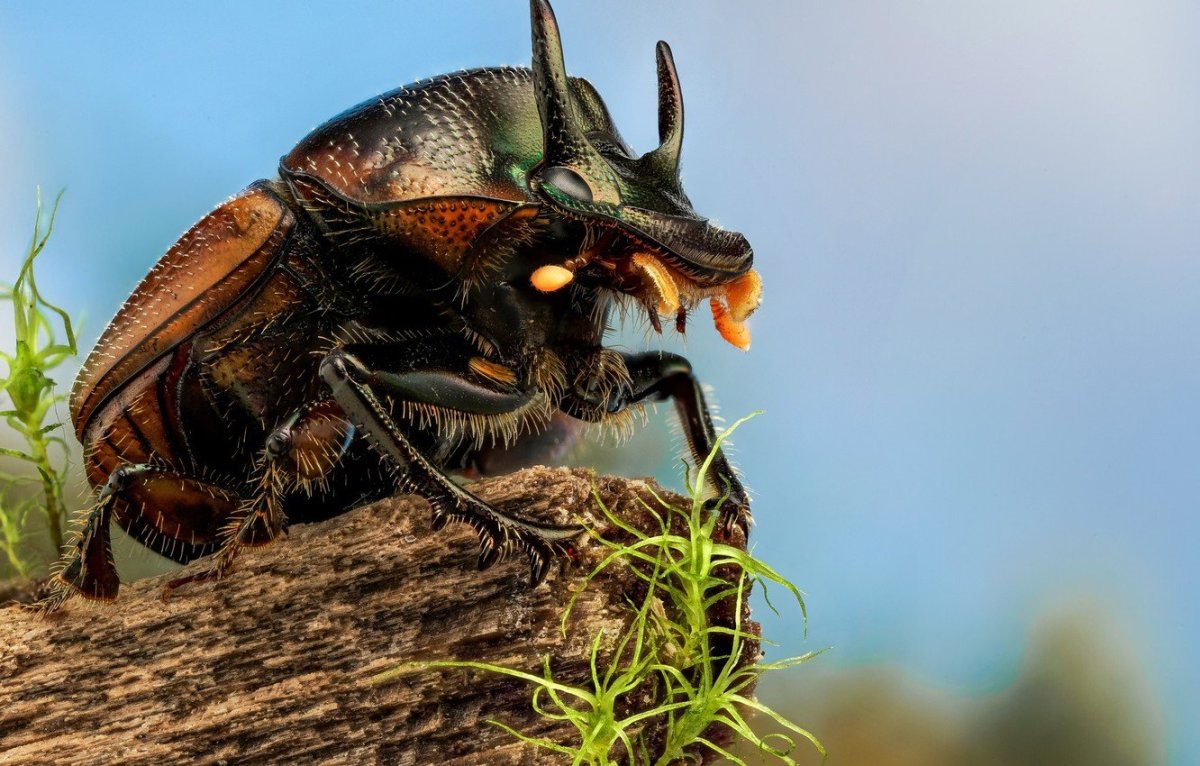 Жук мертвоед четырехточечный