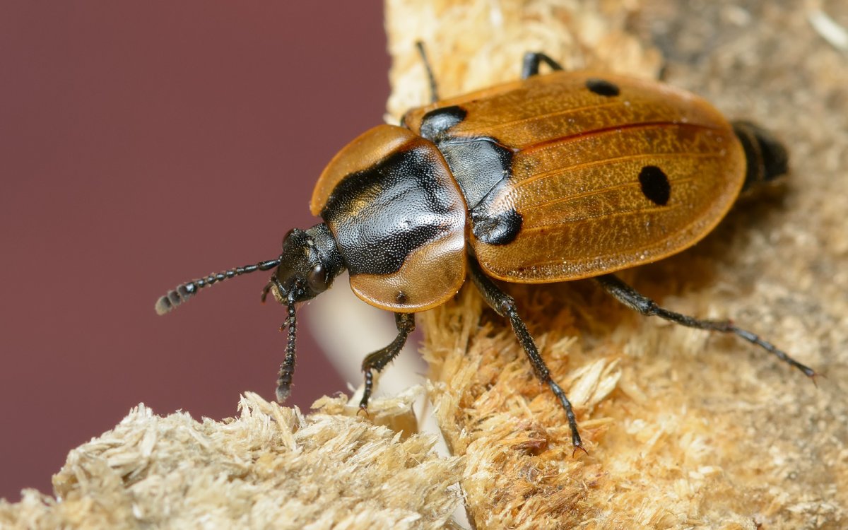 Жук — могильщик, мертвоед