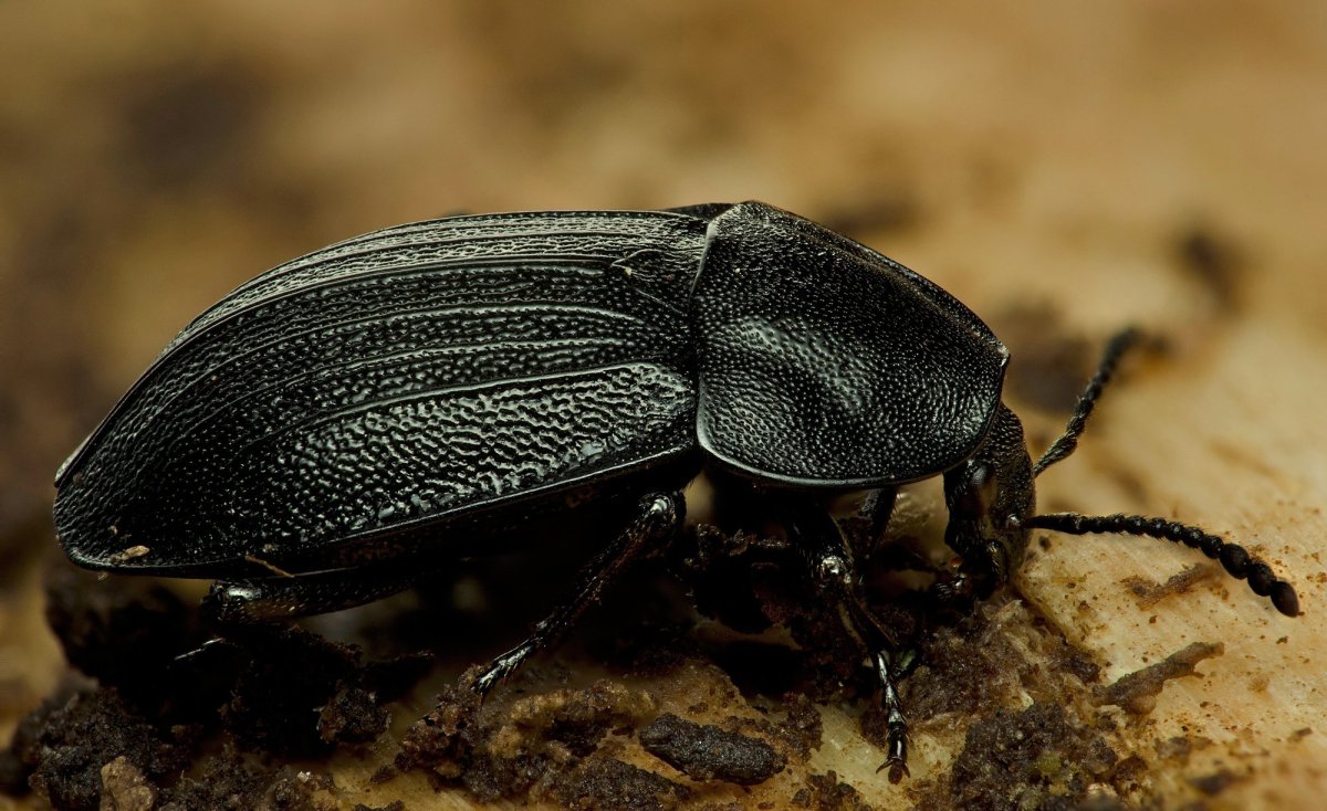 Silpha Obscura Жук