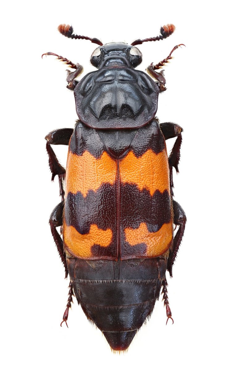 Жук могильщик насекомое