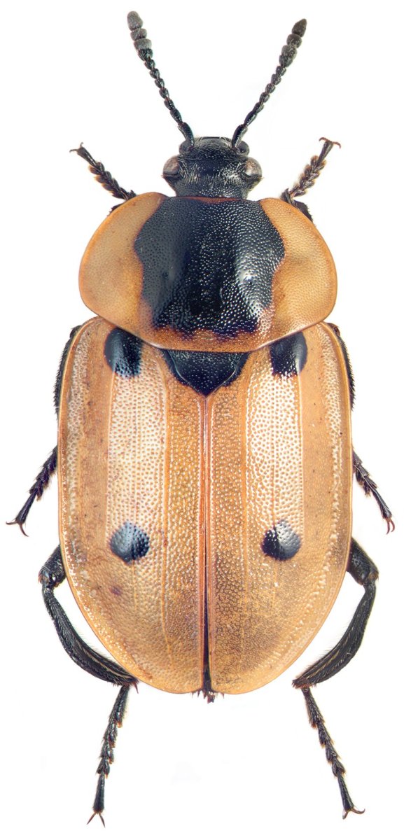 Жук — могильщик, мертвоед