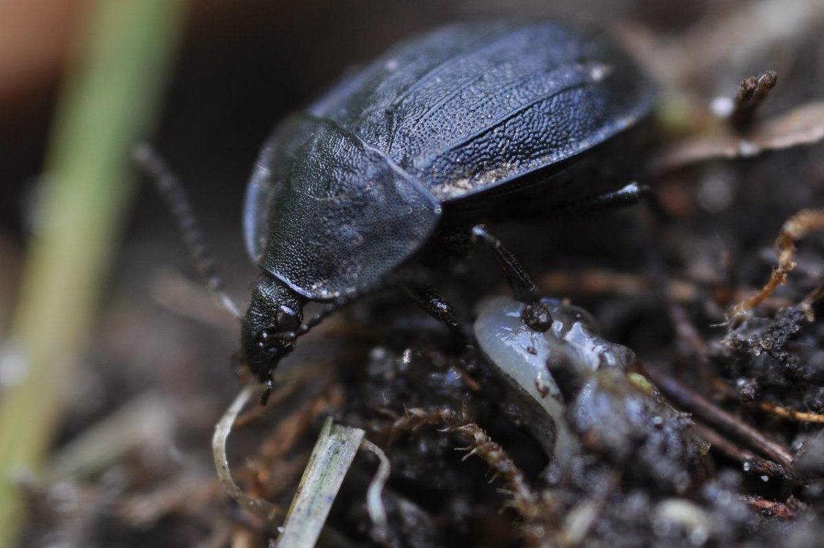 Мертвоед трехреберный