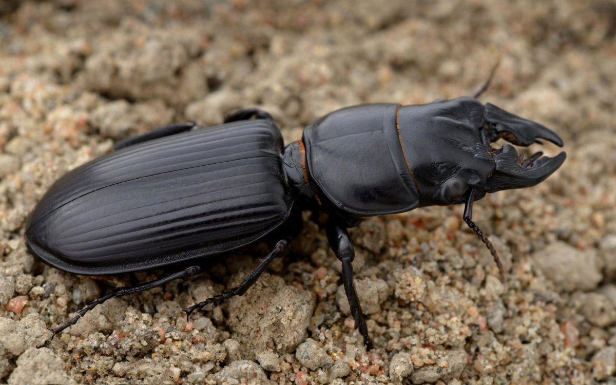 Жук трупоед