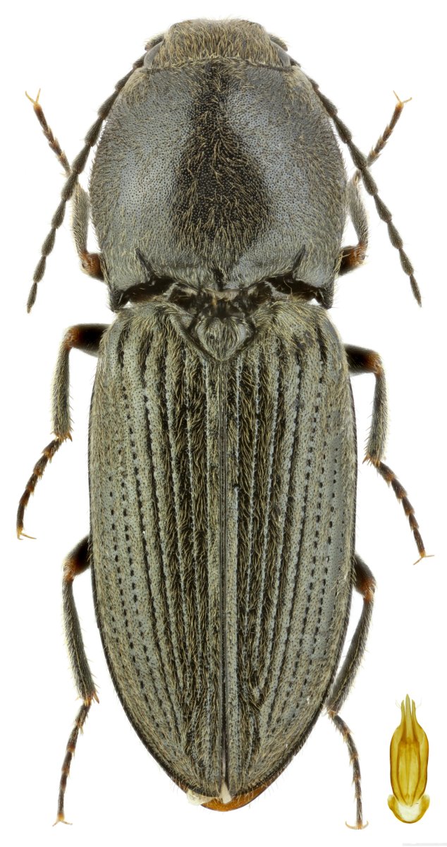 Жук Nicrophorus