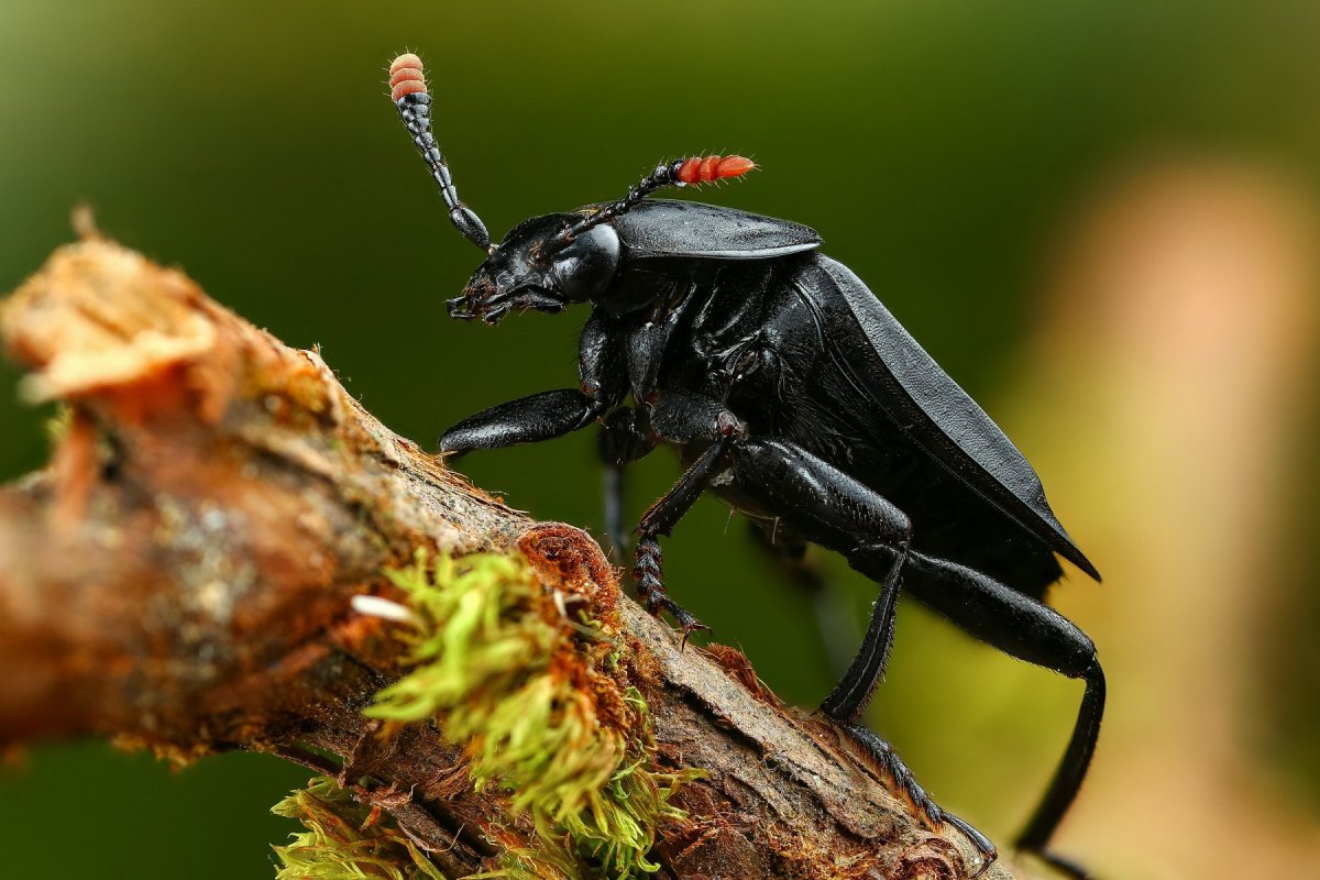 Silpha Obscura Жук