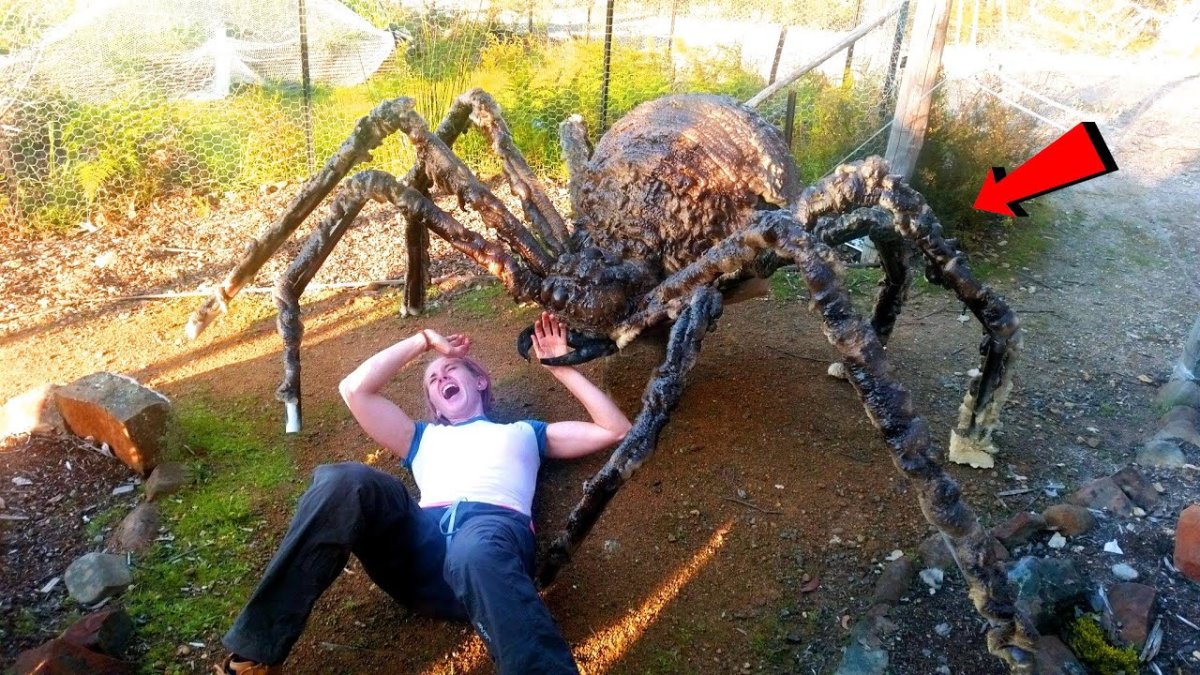 Огромные пауки в Австралии Орда