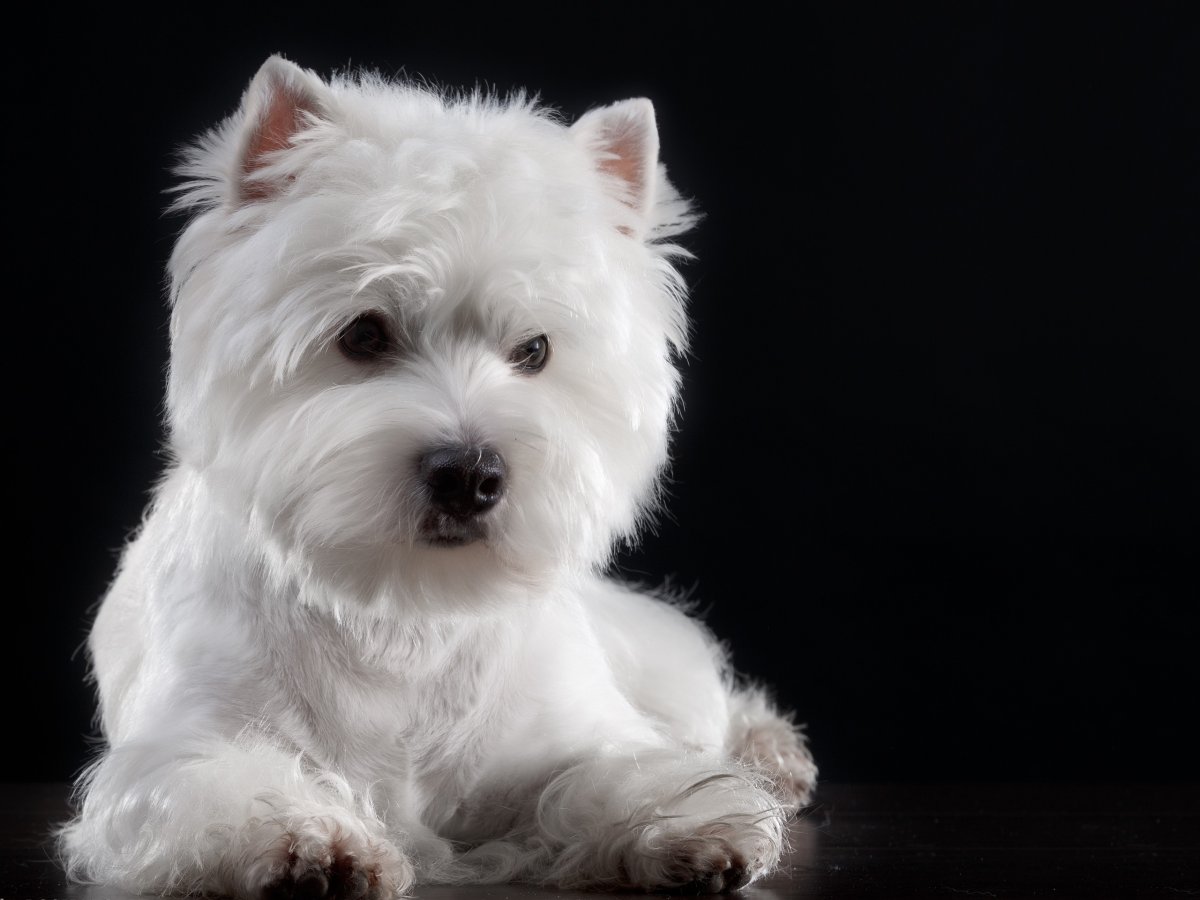 Светло рыжая собака