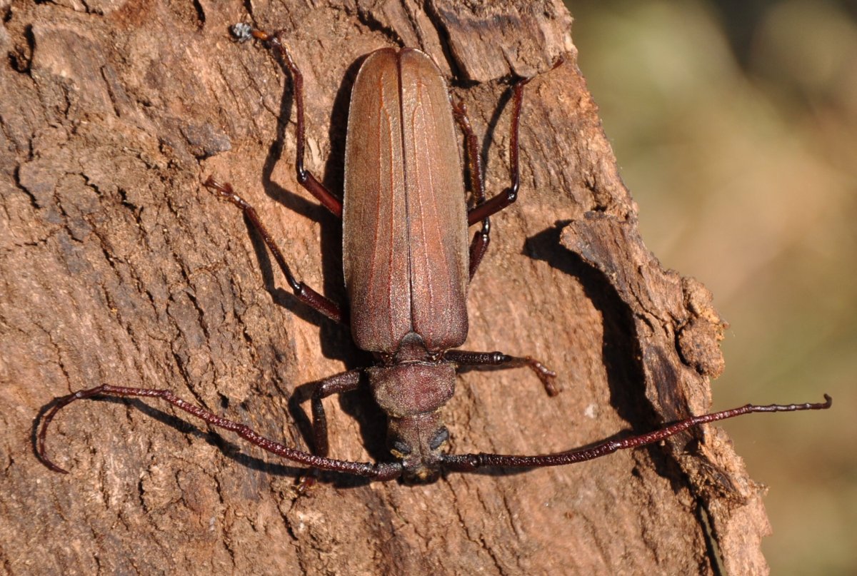 Уссурийский Жук усач