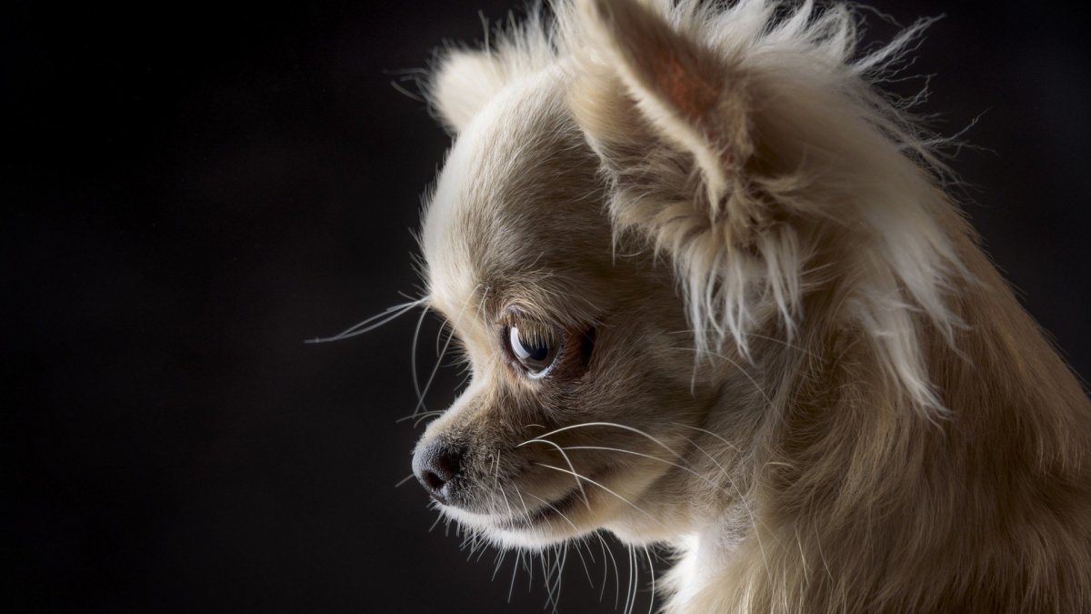 Чихуахуа длинношерстный злая