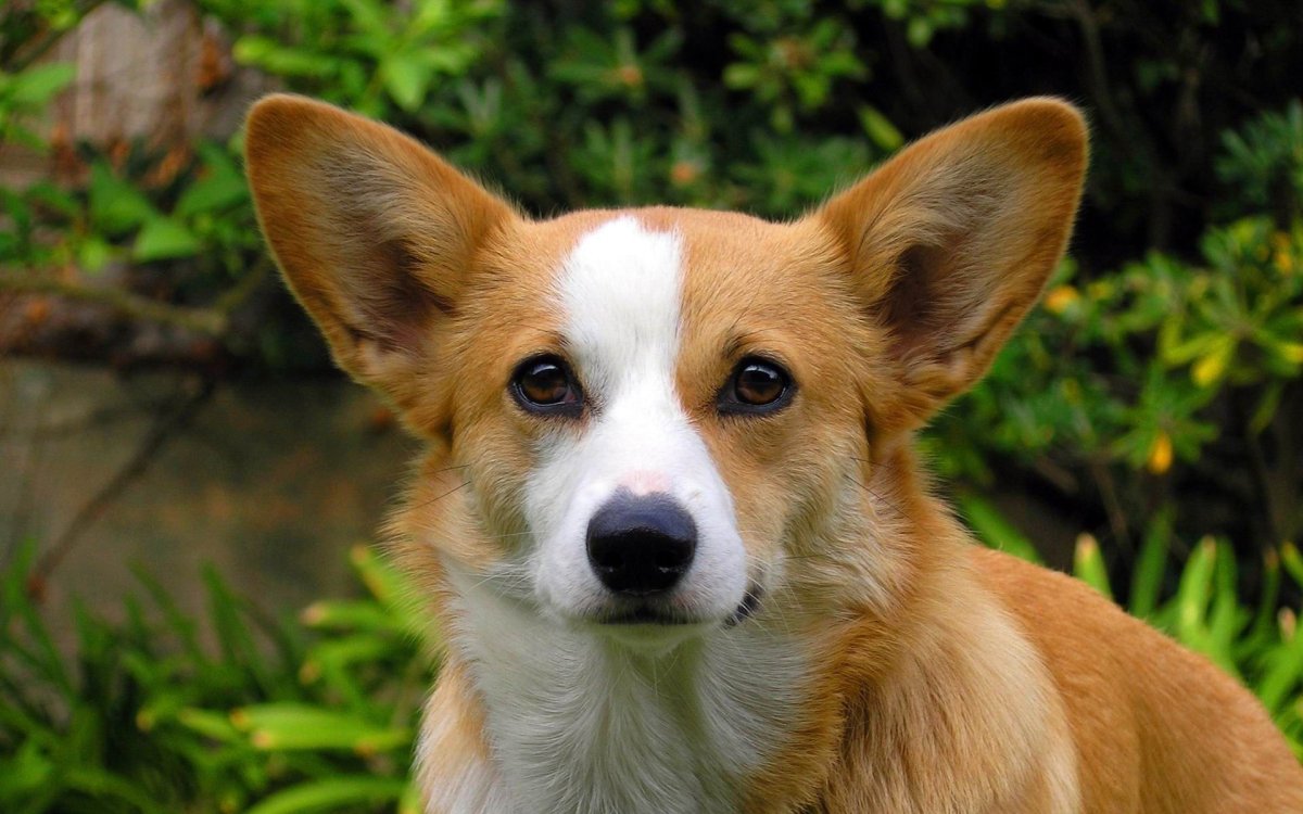 Поденгу португезе малый