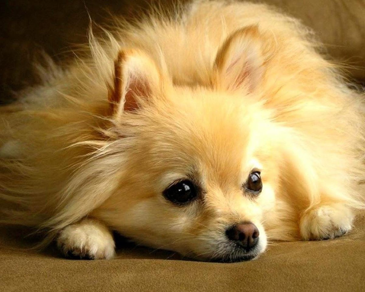 Вест хайленд Блэк терьер