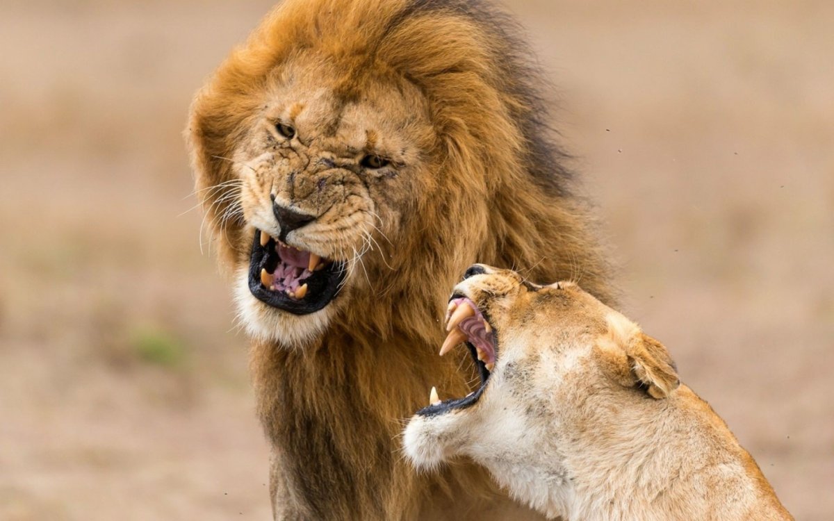 Злой Лев фото