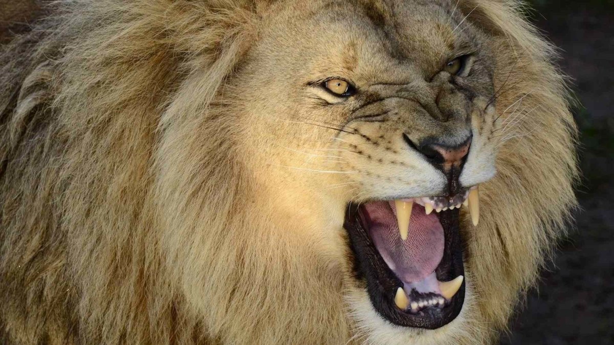Лев оскал