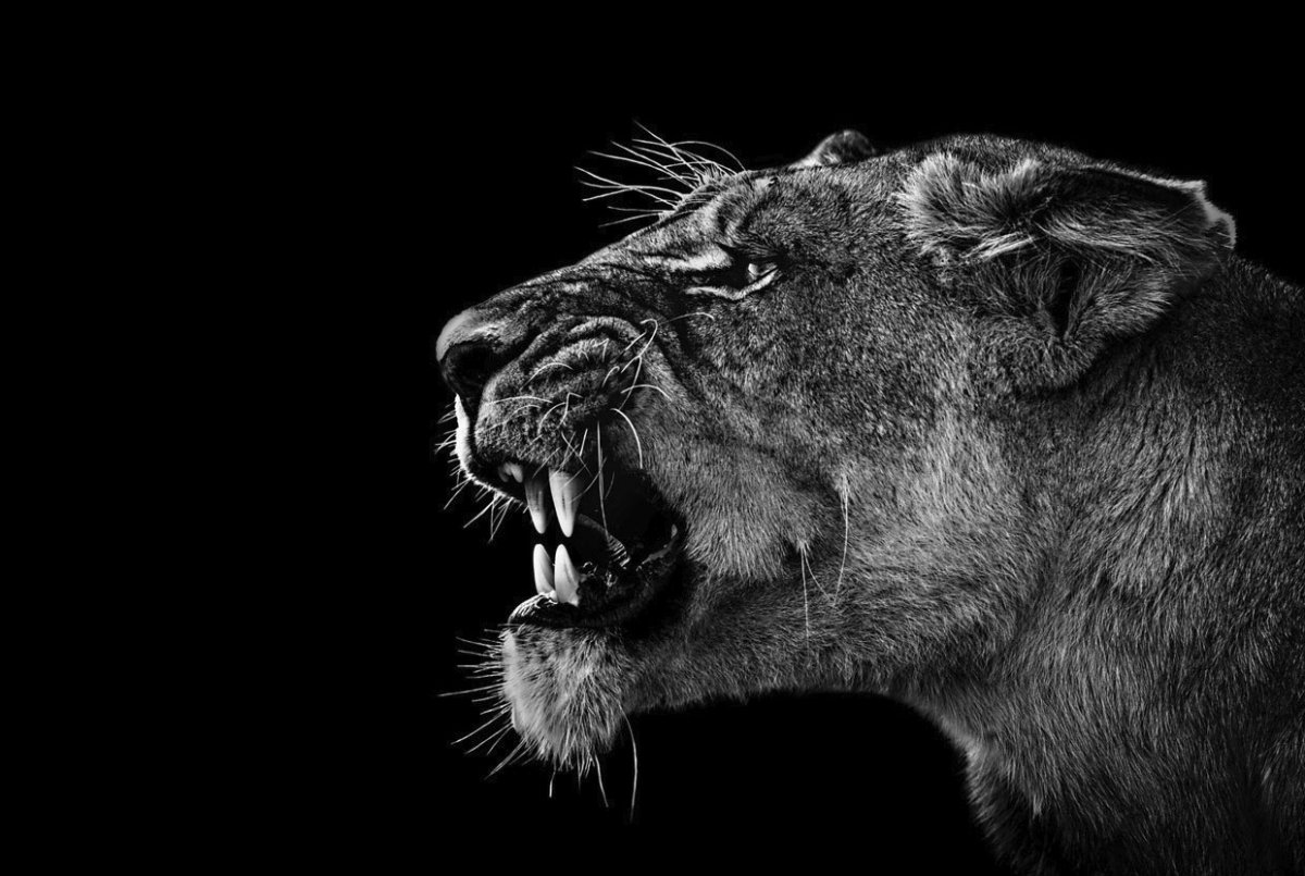 Оскал Льва на черном фоне