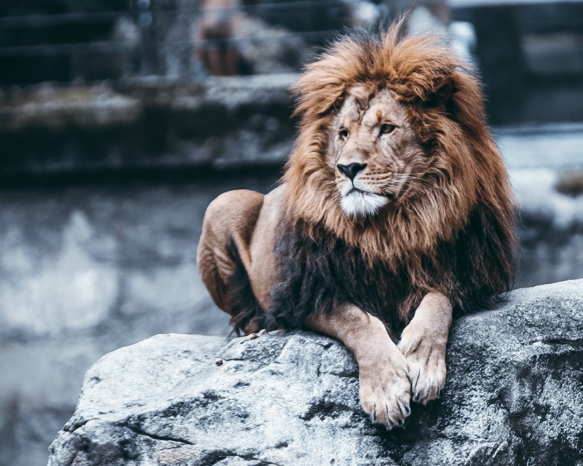 Лев обои