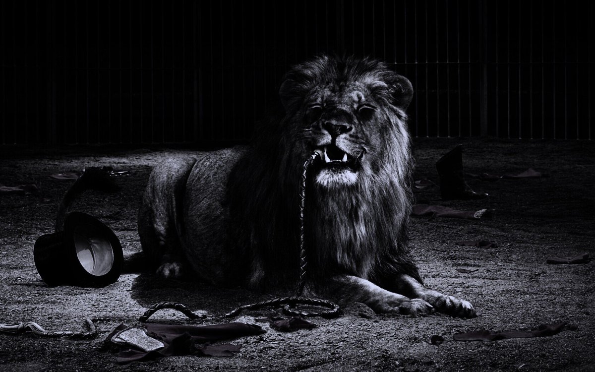 Обои на рабочий стол Лев