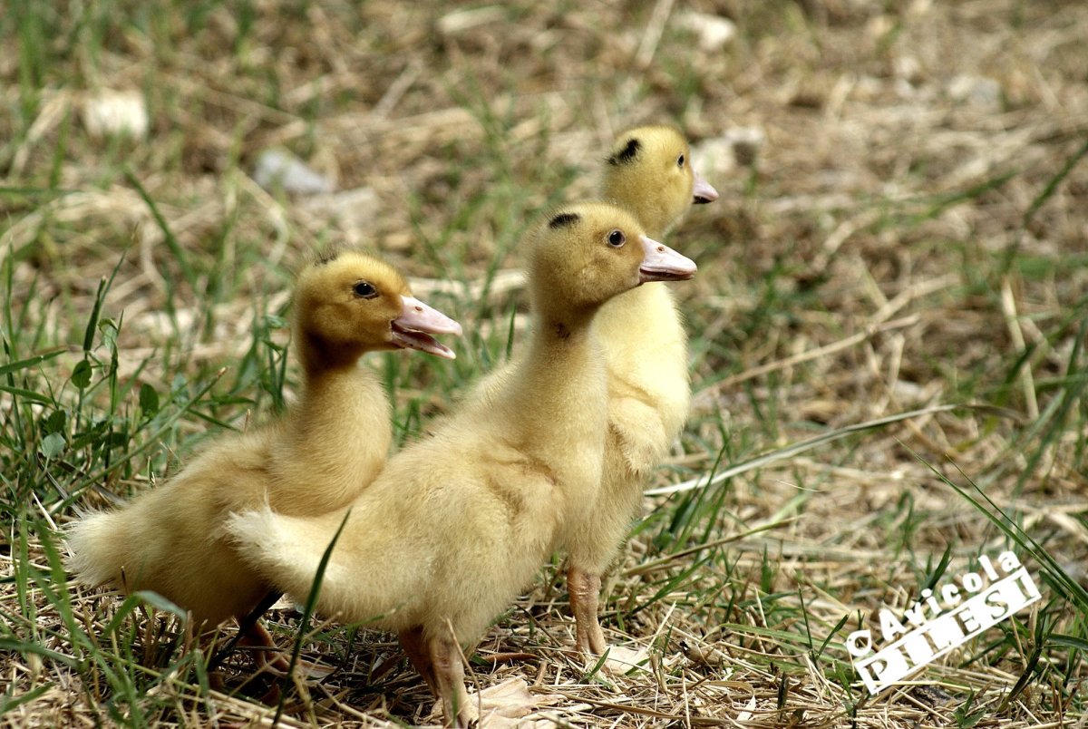 Утка-Гусь Мулард