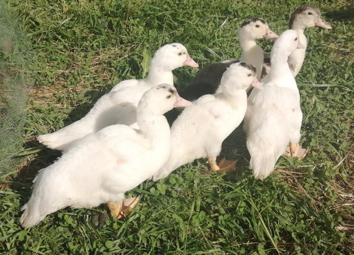 Утка Гусь порода Мулард