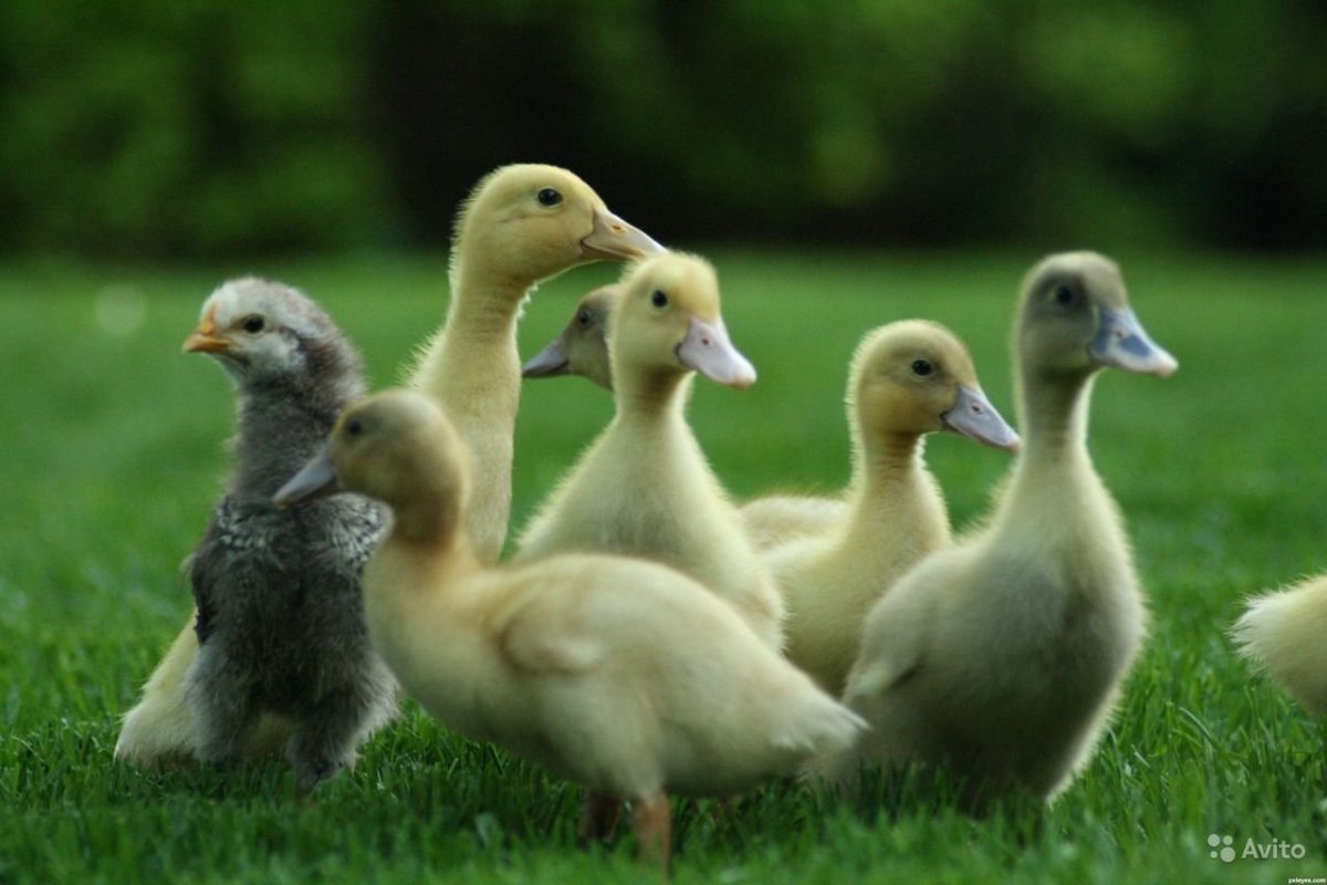 Голубой Мулард утка