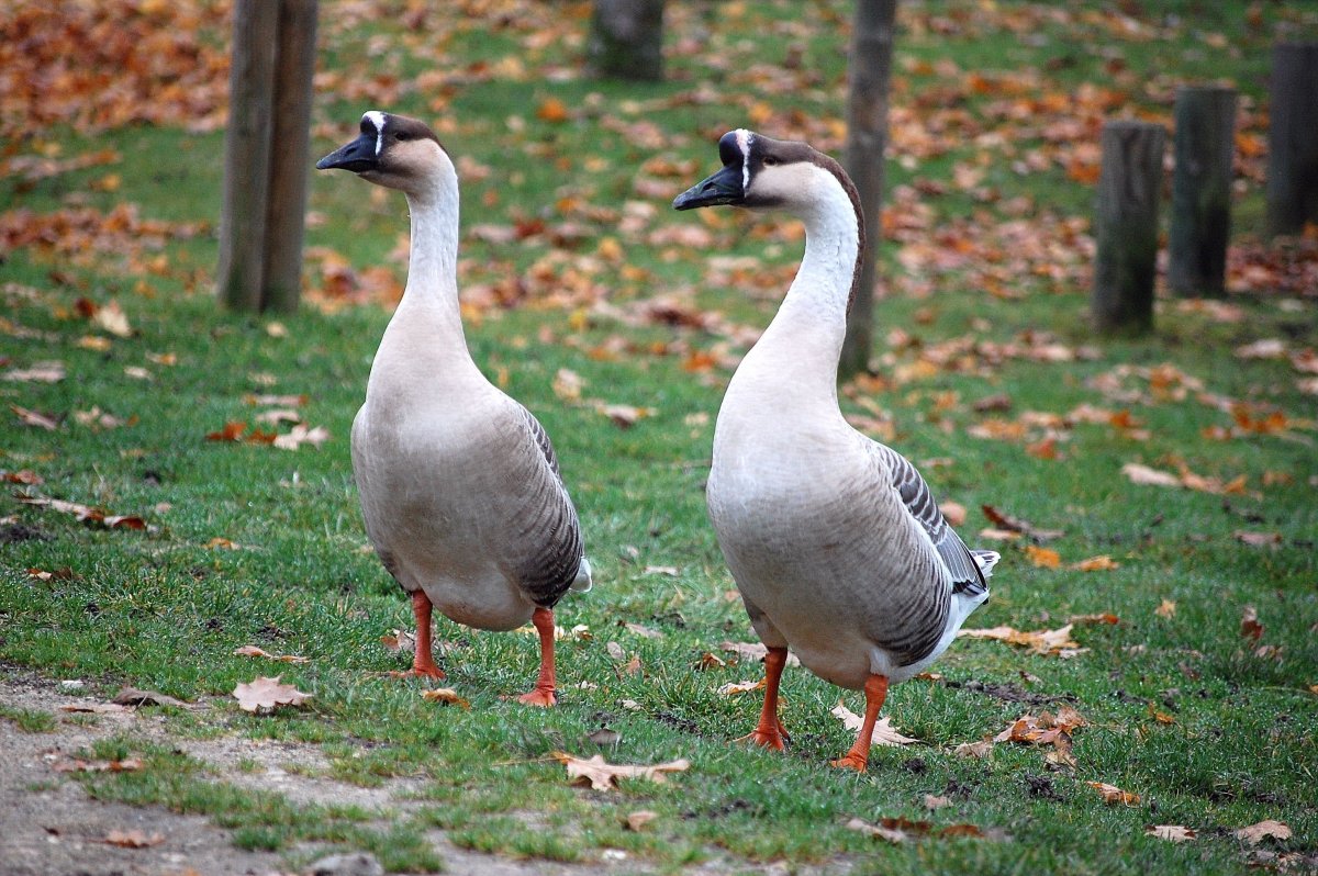 Утка-Гусь Мулард