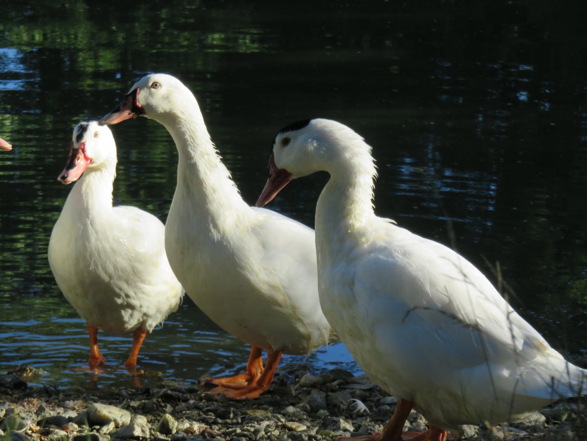 Утки муларды