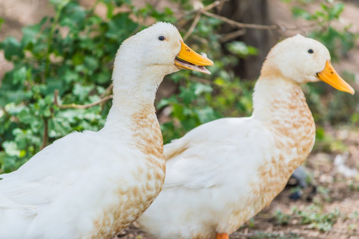 Пекинская порода уток