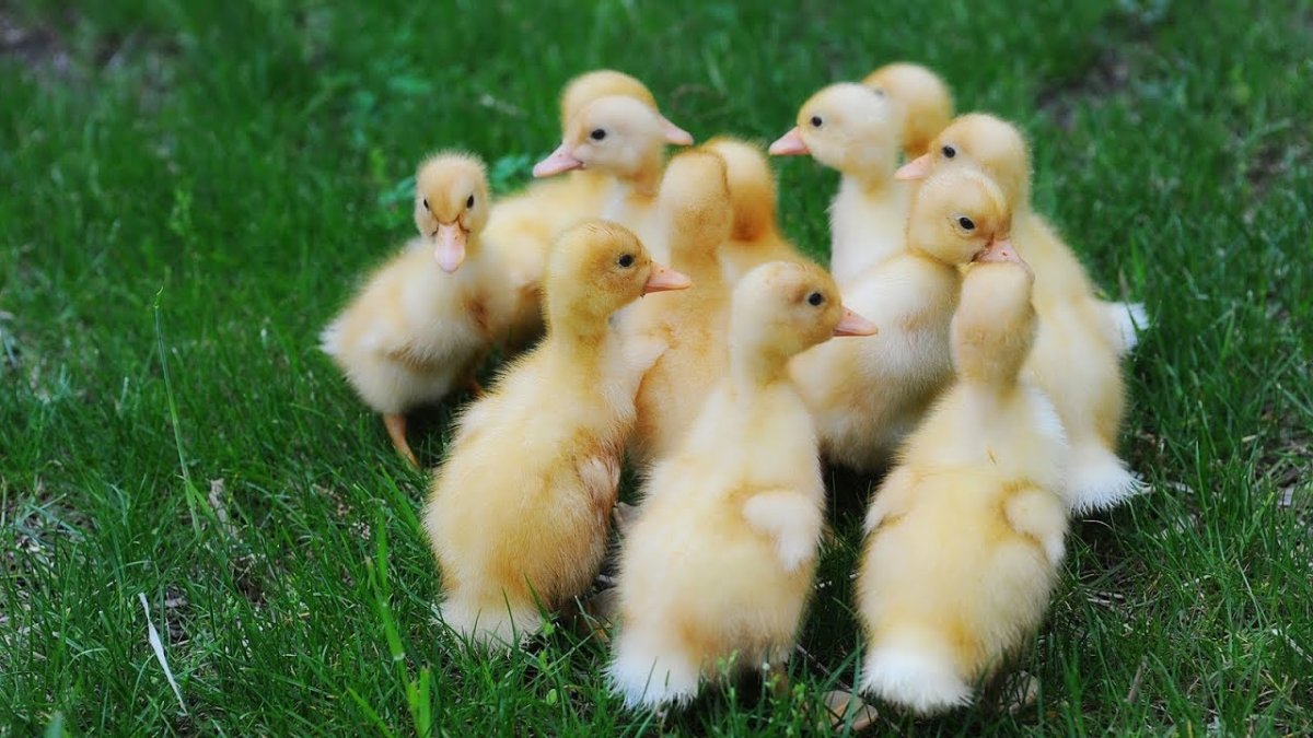 Цыплята утята гусята
