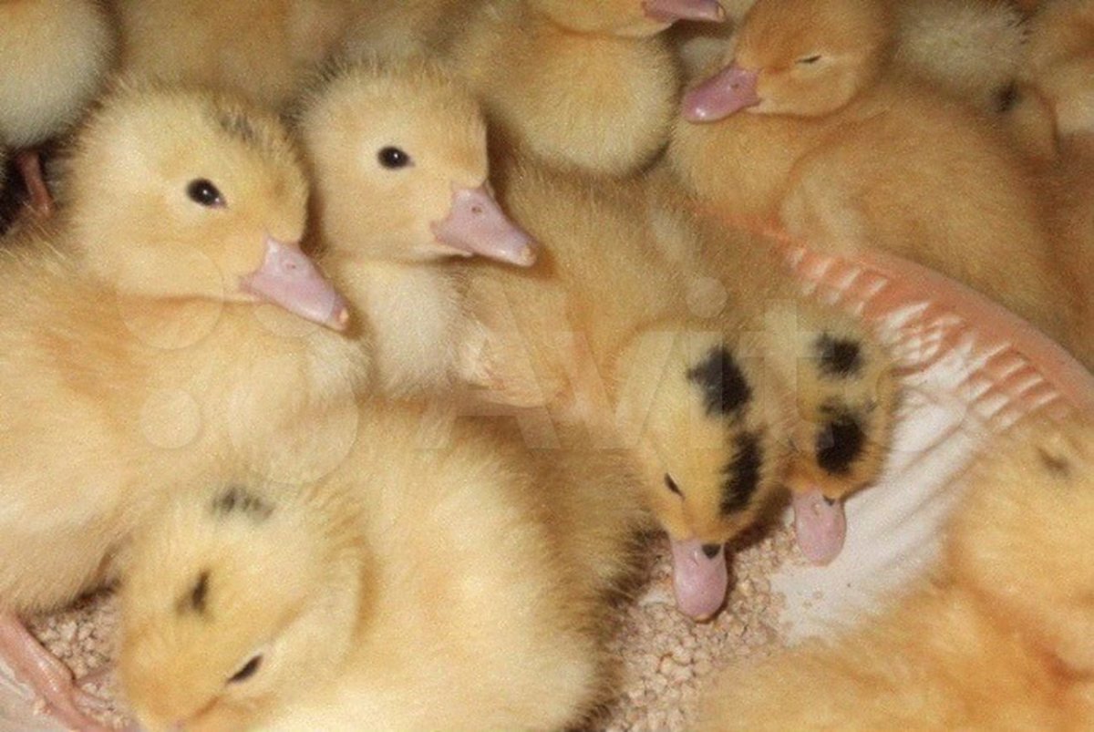 Яйцо инкубационное утки муларды