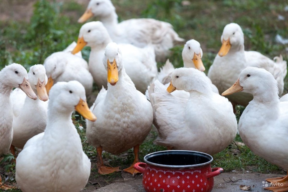 Утки породы черри Велли