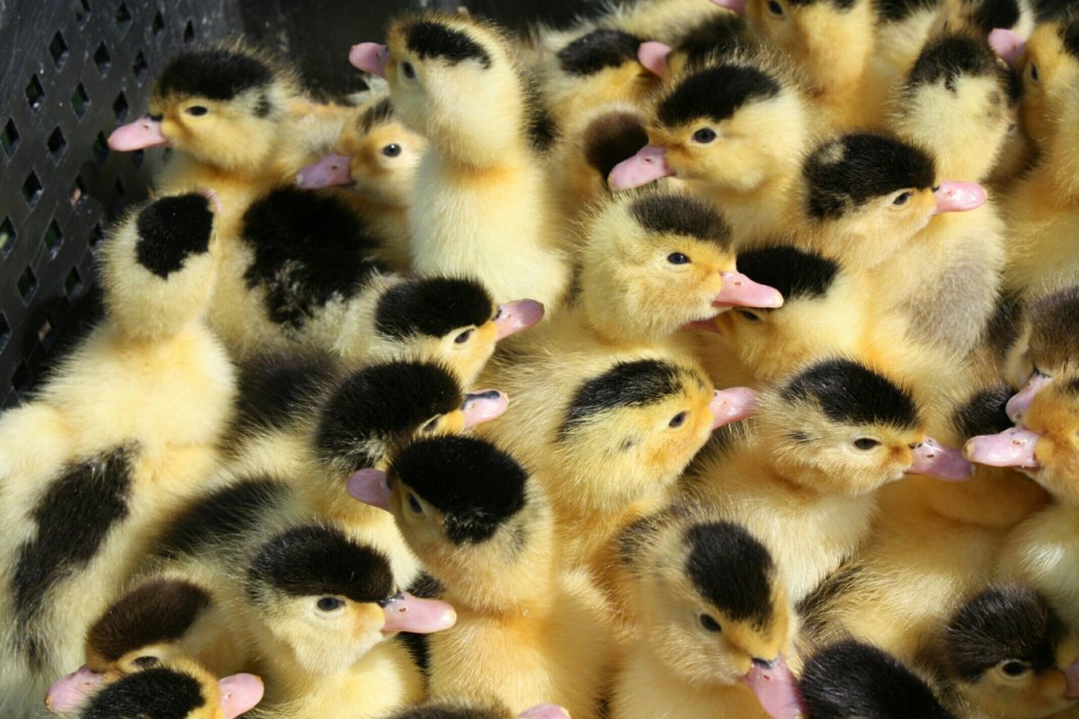 Утята муларды