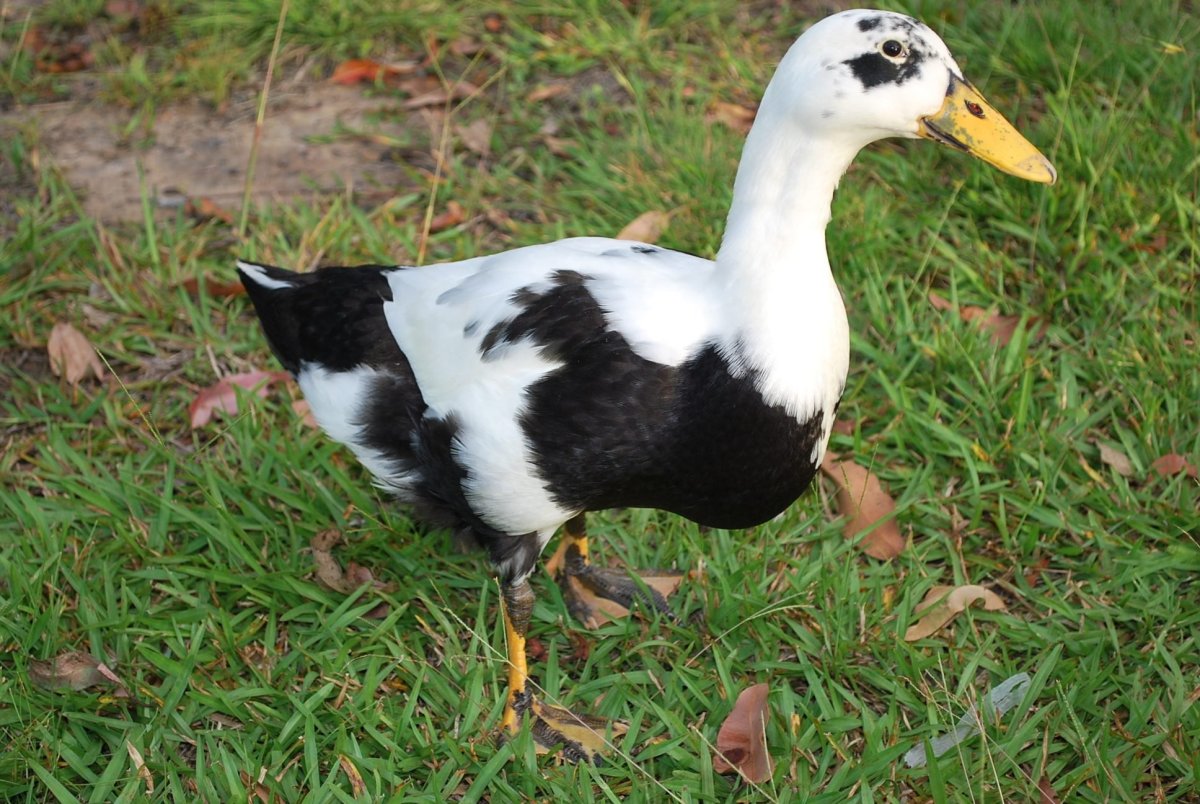 Утка гибрид Мулард