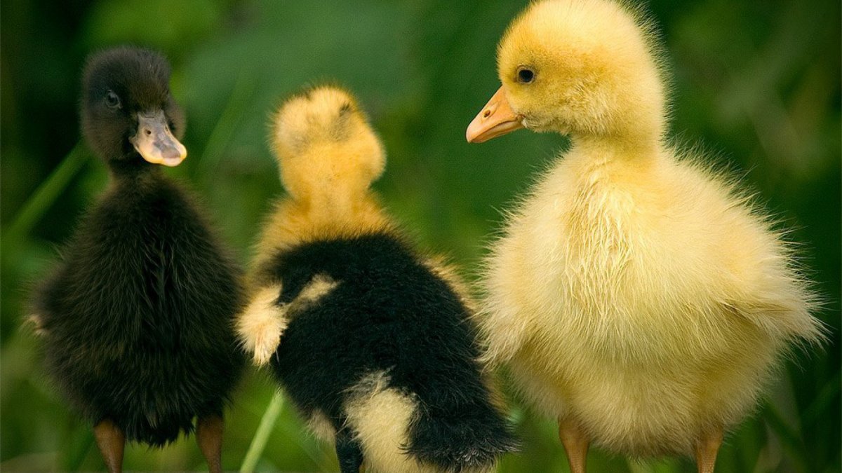 Куры муларды