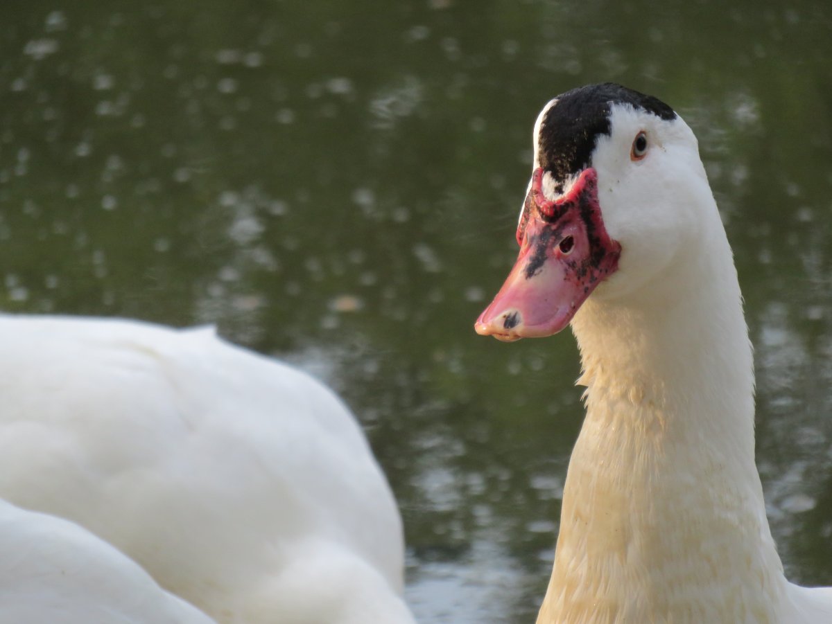 Утка Мулард