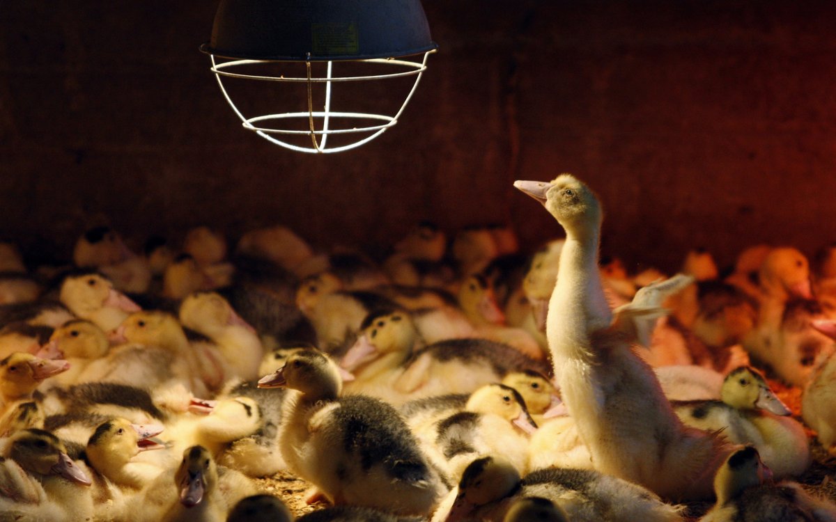 Муларды ферма