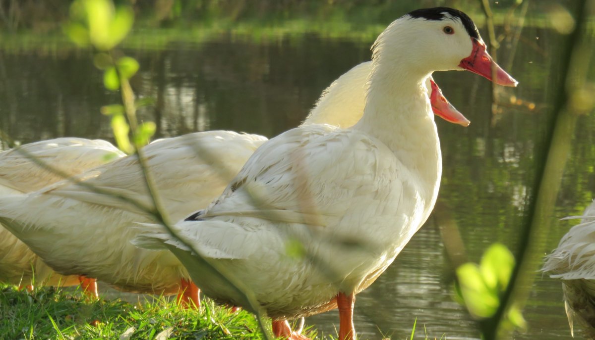 Индоутки муларды