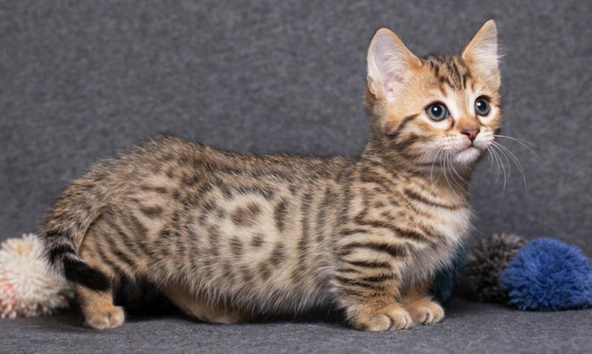 Манчкин кошка