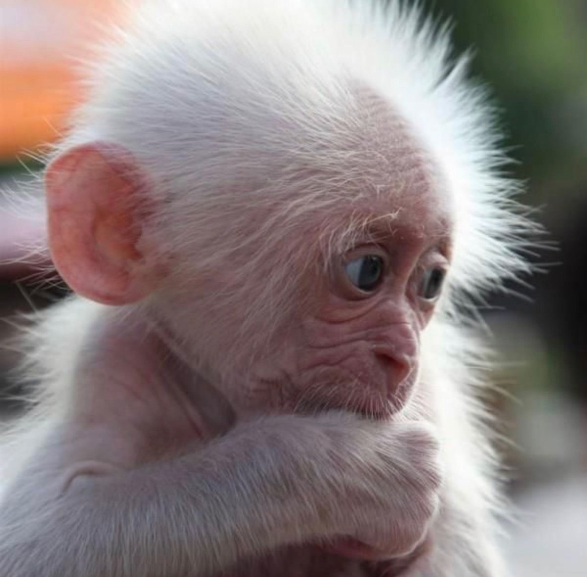 Кунац меймун