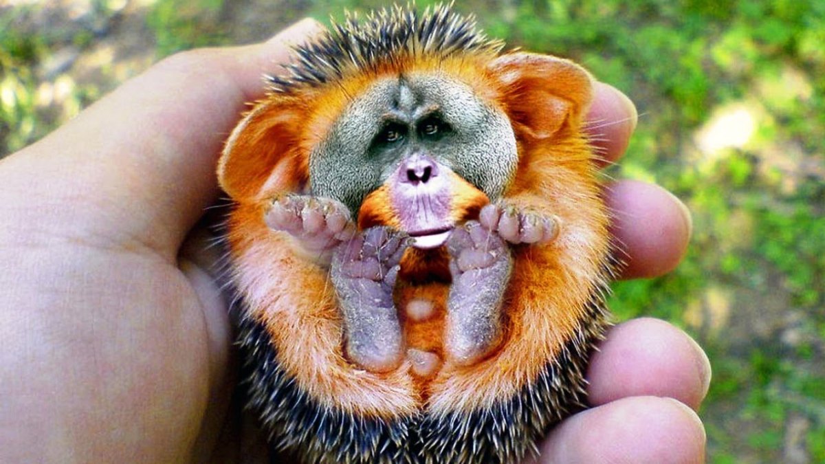 Древесный орангутановый еж