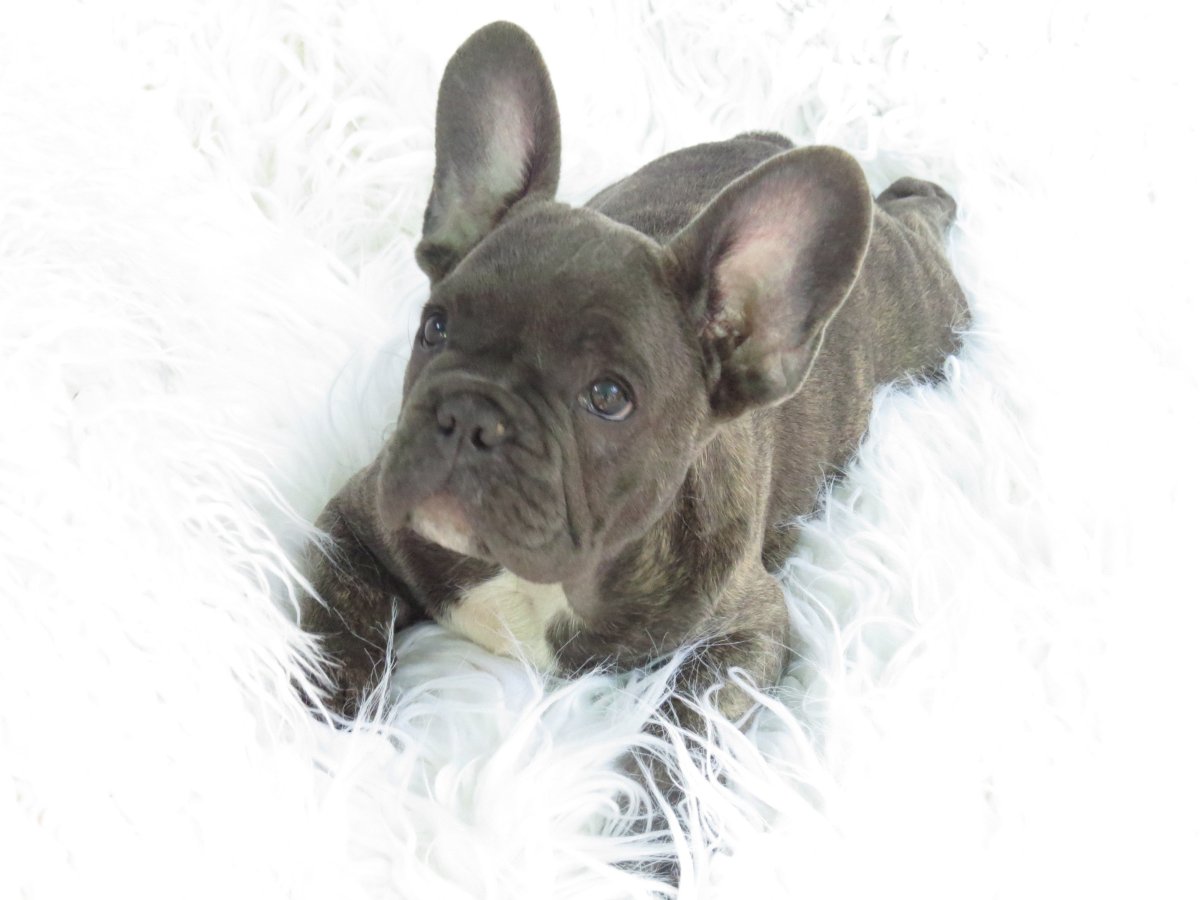 Французский бульдог Лилак