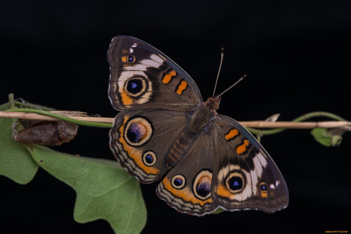 Махаон павлиний глаз