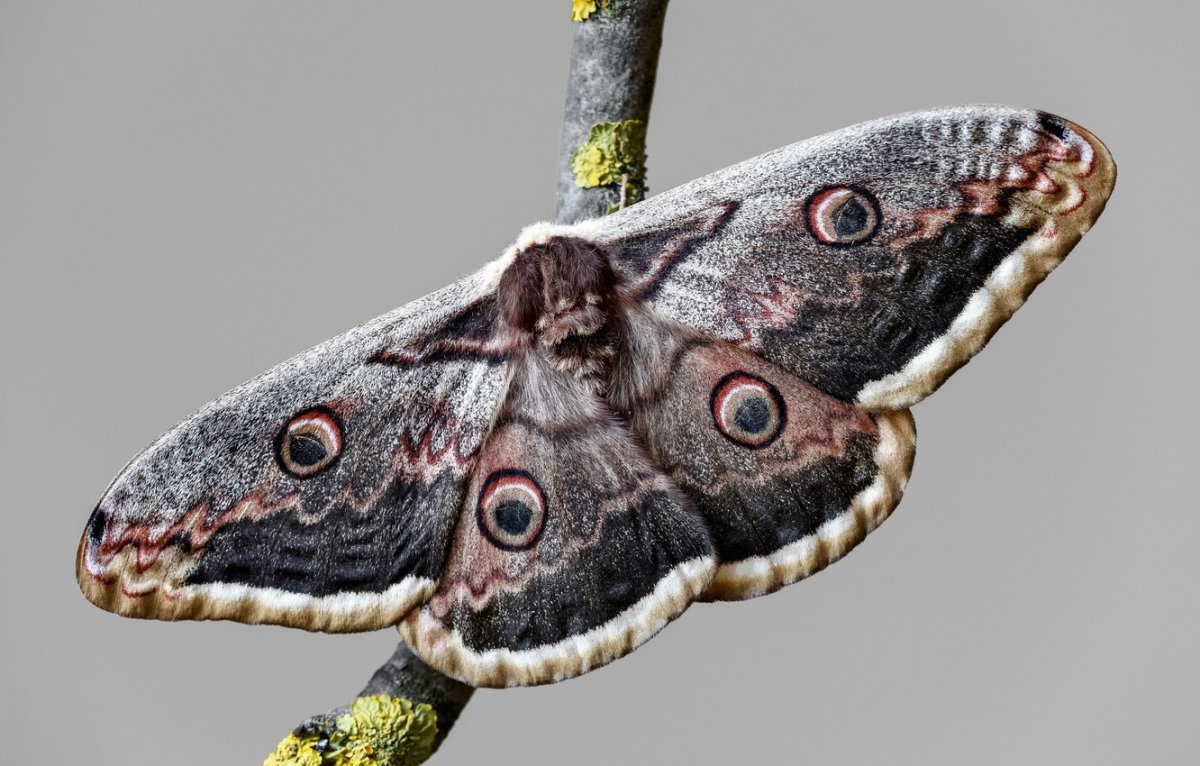 Серая бабочка